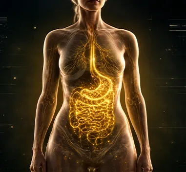 Ilustración del sistema digestivo iluminado en un cuerpo femenino