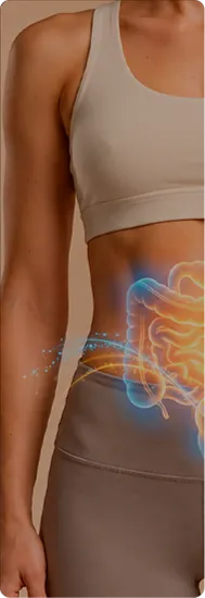 Abdomen con ilustración del sistema digestivo